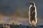 Sentinel Meerkat - Kalahari South Africa ; sentinel Meerkat standing guard on the lookout for predators.