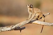 Sentinel Meerkat on tree - Kalahari South Africa