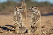 Meerkats sunning in morning light - Kalahari South Africa