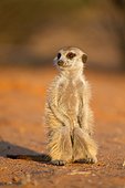 Meerkat sunning in morning - Kalahari South Africa