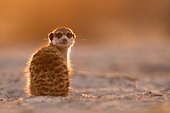 Meerkat sunning in morning - Kalahari South Africa ; This was the first Meerkat out of the burrow in the morning. It sat for a while in perfect light before the others got up.