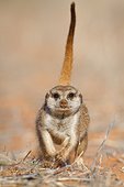 Pregnant Meerkat running- Kalahari South Africa ; A pregnant dominant female meerkat running towards the camera