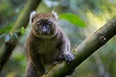 Greater Bamboo Lemur in rainforest - Madagascar