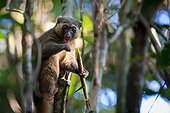 Golden Bamboo Lemur eating Bamboo - Madagascar