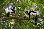 Black-and-white Ruffed Lemur on a branch - Madagascar