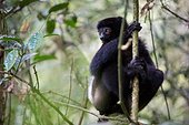 Milne-Edward's Sifaka in forest - Ranomafana Madagascar