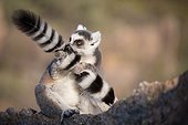 Ring-Tailed Lemur - Anja Community Reserve Madagascar