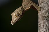Portrait of Mossy leaf-tailed Gecko at night - Madagascar