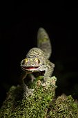 Mossy leaf-tailed Gecko in a defensive position - Madagascar ; When disturbed these geckos arch their back and tail and gape their mouth.