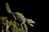 Gecko écorce en position de défense - Madagascar ; Lorsqu'ils sont dérangés ces geckos arquent leur dos et leur queue et entrebâillent leur bouche.