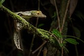 Mossy leaf-tailed Gecko on a branch - Ranomafana Madagascar ; These Geckos are active hunters at night but remain camouflaged during the day.