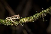 Reticulate Bright-eyed Frog - Ranomafana Madagascar