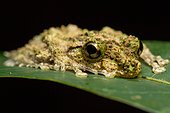 Madagascar Frog on leaf - Madagascar