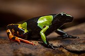 Harlequin Mantella - Ranomafana Madagascar ; Mantella frogs share striking similarities with neotropical Poison Dart Frogs. Although genetically unrelated, Mantella and some Poison Dart Frogs share many of the same features of which are considered to have been produced by convergent evolution.
