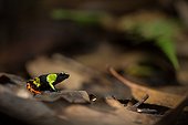 Harlequin Mantella undergrowth - Ranomafana Madagascar ; Mantella frogs share striking similarities with neotropical Poison Dart Frogs. Although genetically unrelated, Mantella and some Poison Dart Frogs share many of the same features of which are considered to have been produced by convergent evolution.