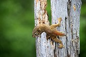Young American red squirrel on a trunk - Minnesota USA