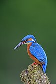 Common Kingfisher on a stake - Dombes France