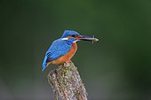 Common Kingfisher with fish on beak - Dombes France