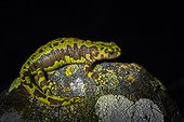 Marbled newt female on rock at night - Leon Spain