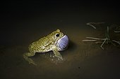 Natterjack Toad male singing at night - Guadarrama Spain