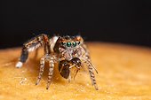 Jumping Spider male grabbing a Ant - France 
