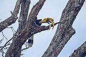 Great hornbill on branch - Anaimalai Mountain Range India ; Nilgiri