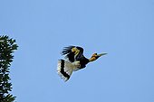 Great hornbill in flight - Anaimalai Mountain Range India ; Nilgiri