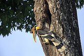 Great hornbill male at nest - Anaimalai Mountain Range India ; Nilgiri