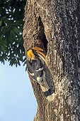 Great hornbill male at nest - Anaimalai Mountain Range India ; Nilgiri