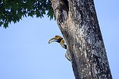Great hornbill male at nest - Anaimalai Mountain Range India ; Nilgiri