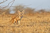 Young White-footed Foxes - Little Rann of Kutch India ; near the burrow