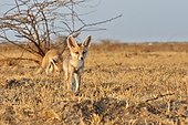 Young White-footed Foxes - Little Rann of Kutch India ; near the burrow