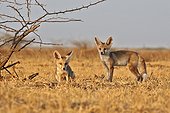 Young White-footed Foxes - Little Rann of Kutch India ; near the burrow