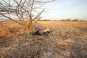 Young White-footed Fox - Little Rann of Kutch India ; leaving the burrow 