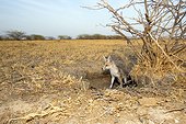 Young White-footed Fox - Little Rann of Kutch India ; at burrow 