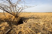 Young White-footed Fox - Little Rann of Kutch India ; at burrow 