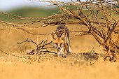 Young White-footed Fox - Little Rann of Kutch India ; near the burrow 