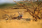 Young White-footed Fox - Little Rann of Kutch India ; near the burrow 