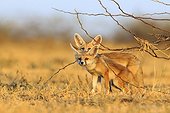Young White-footed Foxes - Little Rann of Kutch India ; near the burrow 
