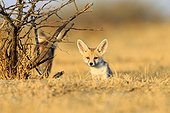 Young White-footed Foxes - Little Rann of Kutch India ; near the burrow 