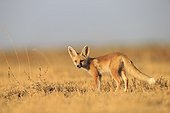 Young White-footed Fox - Little Rann of Kutch India ; near the burrow 
