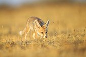 Young White-footed Fox - Little Rann of Kutch India ; near the burrow 