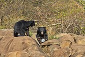 Sloth bears on rocks - Sandur Mountain India  ; remote control picture