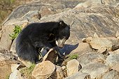 Sloth bears on rocks - Sandur Mountain India 