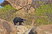 Sloth bears on rocks - Sandur Mountain India 