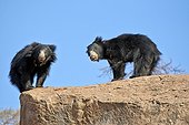 Sloth bears on rocks - Sandur Mountain India 