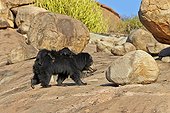 Sloth bear and cubs - Sandur Mountain India  ; mother carrying babies on the back