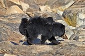 Sloth bear and cubs - Sandur Mountain India  ; mother carrying babies on the back