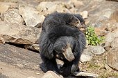 Sloth bear and cubs - Sandur Mountain India  ; mother carrying babies on the back