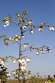 Cotton Plant - Little Rann of Kutch India